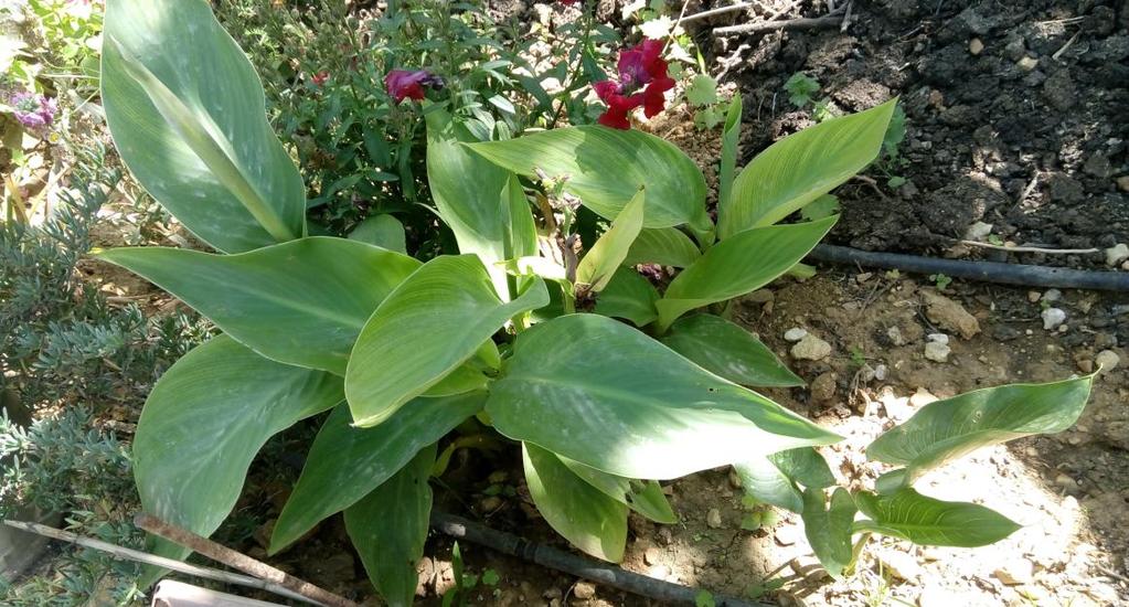 Καταγωγή: Κατάγεται από την Ασία. 14. Κάννα Canna sp.