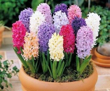 23. Υάκινθος Hyacinthus orientalis Οικογένεια: Liliaceae Καταγωγή: Κατάγεται από την Ανατολική Μεσόγειο. Εικ.