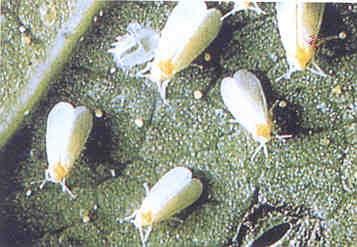 Εικ. 1 Απορρόφηση θρεπτικών χυμών φύλλου από ενήλικα έντομα αλευρώδους Καταπολέμηση: Η χημική καταπολέμηση αυτού του εντόμου μπορεί να πραγματοποιηθεί στην χειμερινή περίοδο ή και στην θερινή, σε μια