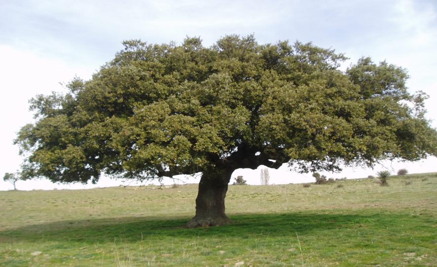 2. Αριά Quercus ilex Οικογένεια: Fagaceae Καταγωγή: Κατάγεται από τις παραμεσόγειες περιοχές και συναντάται στην Βόρειο Αμερική. Εικ.