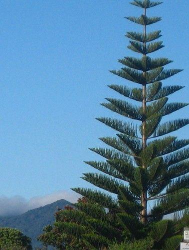 3. Αρωκάρια Araukaria arauca Οικογένεια: Pinaceae Καταγωγή: Είναι ιθαγενές φυτό του νοτίου ημισφαιρίου. Εικ. 25 Αρωκάρια Βοτανική περιγραφή: Είναι αειθαλές κωνοφόρο δένδρο.