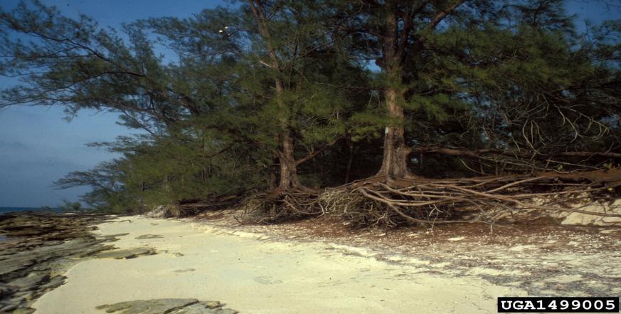 7. Καζουαρίνα Casuarina equisetifolia Οικογένεια: Casuarinaceae Καταγωγή: Κατάγεται από την Αυστραλία και συναντάται στην Ινδία. Εικ.