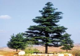 8. Κέδρος του Λιβάνου Cedrus libani Οικογένεια: Pinaceae Καταγωγή: Κατάγεται από την Νότια Ασία και ειδικότερα από τον Λίβανο. Εικ.