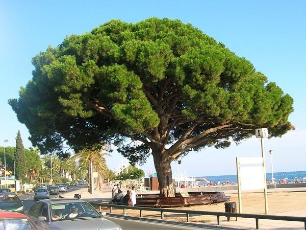 10. Πεύκη η πίτυς Pinus pinea Οικογένεια: Pinaceae (κοινό όνομα: Κουκουναριά) Καταγωγή: Κατάγεται από την Μεσόγειο. Εικ.