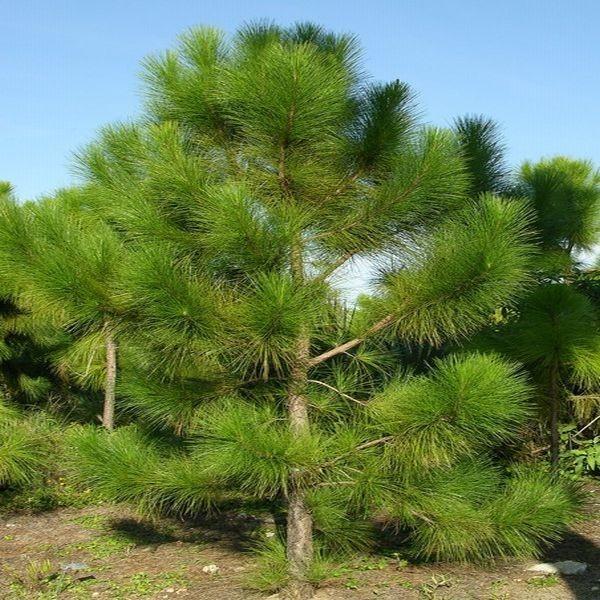 11. Πεύκη η χαλέπιος ή πεύκη η κοινή Pinus halepensis Οικογένεια: Pinaceae Καταγωγή: Κατάγεται από τις παραμεσόγειες χώρες. Εικ.