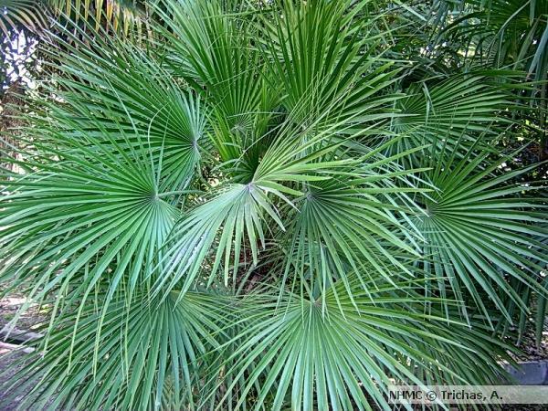 13. Χαμαίρωψ Chamerops humilis Οικογένεια: Palmaceae (κοινό όνομα: Χαμαίρωπας) Καταγωγή: Κατάγεται από τις παραμεσόγειες περιοχές, Ασία και Αφρική. Εικ.