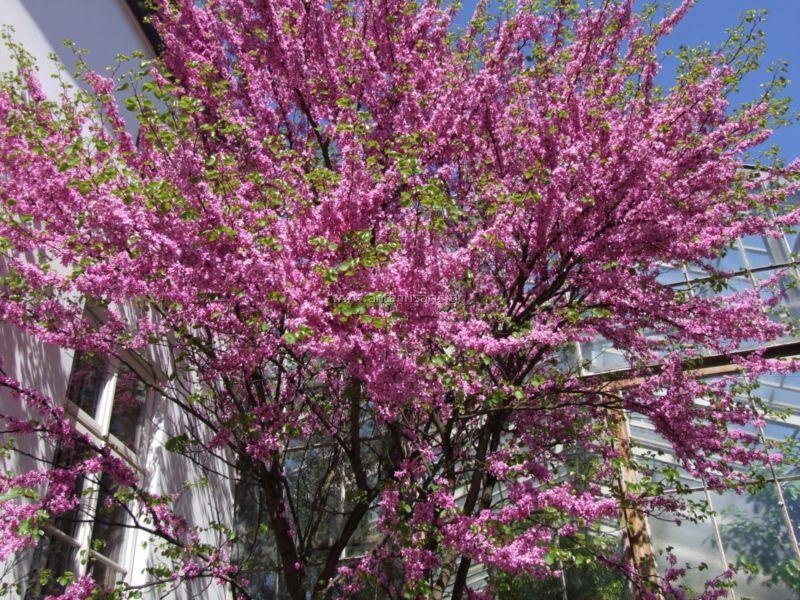 5. Κερκίς Cercis siliquastrum Οικογένεια: Leguminosae (κοινό όνομα: Κουτσουπιά ή δένδρο του Ιούδα) Καταγωγή: Κατάγεται από τις παραμεσόγειες χώρες. Εικ.