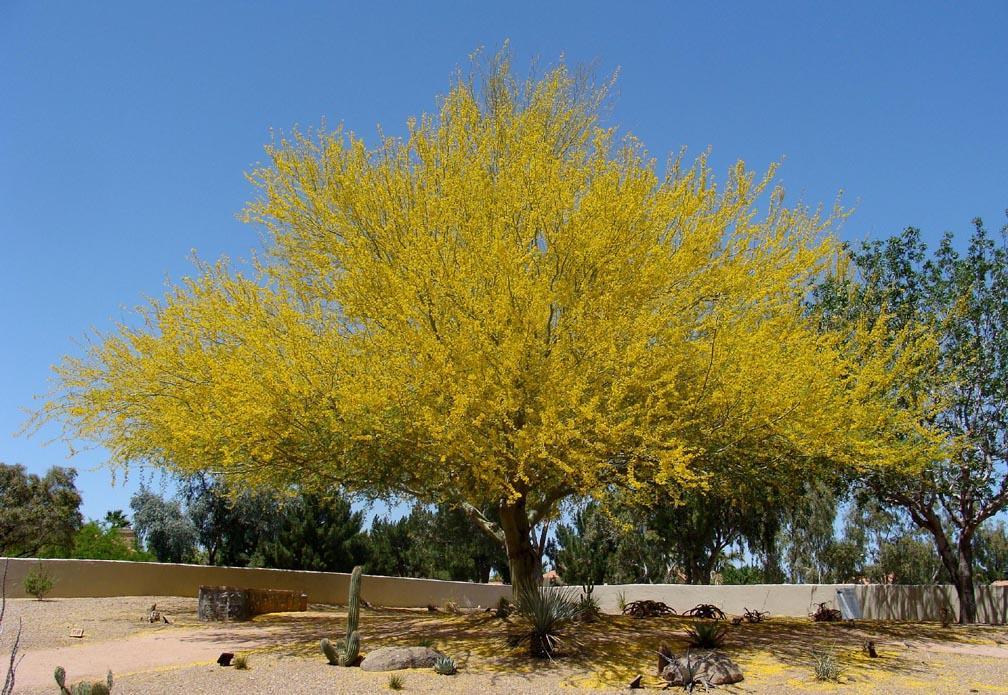 9. Παρκινσόνια Parkinsonia aculeata Οικογένεια: Fabaceae Καταγωγή: Κατάγεται από το Μεξικό και συναντάται στην Αργεντινή. Εικ.