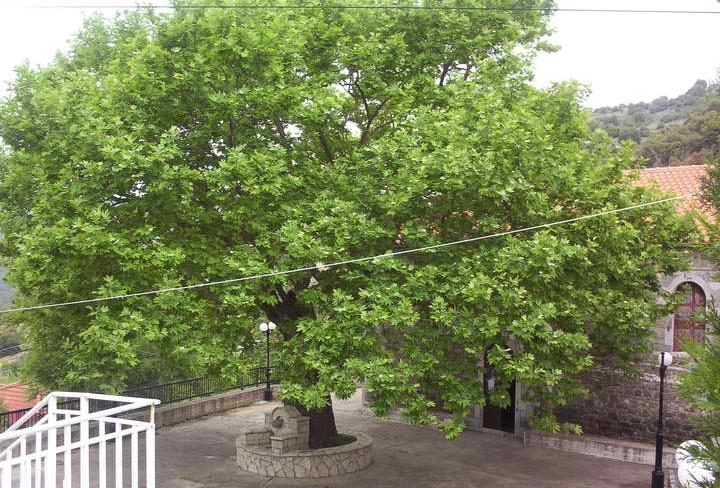 10. Πλάτανος ο ανατολικός Platanus orientalis Οικογένεια: Platanaceae (κοινό όνομα: Πλατάνι) Καταγωγή: Είναι αυτοφυές φυτό στην Ελλάδα. Εικ.