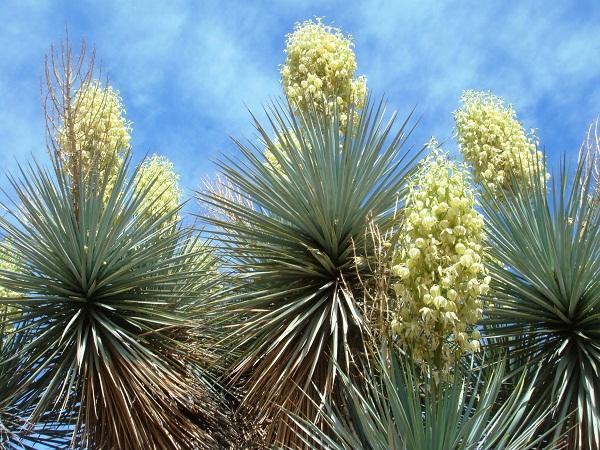 2. Γιούκα Yucca elephantipes Οικογένεια: Liliaceae Καταγωγή: Κατάγεται από την Νότια Αμερική. Εικ.