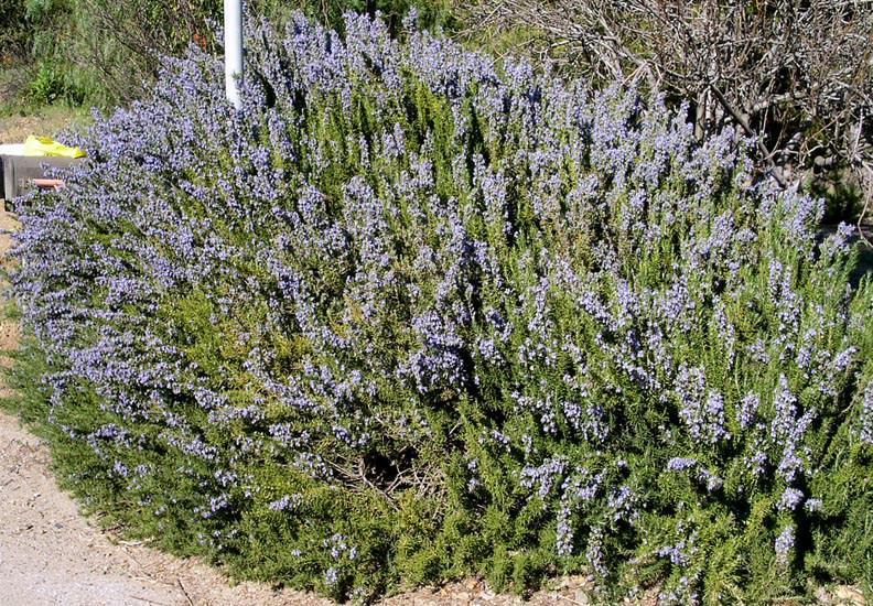 4. Δενδρολίβανο Rosmarius officinalis Οικογένεια: Labiatae (κοινό όνομα: Ροσμαρί) Καταγωγή: Κατάγεται από την Νότια Ευρώπη και συναντάται στην Ασία. Εικ.