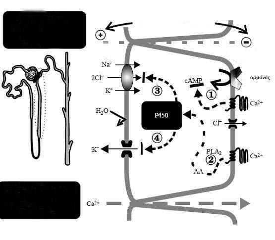 36 που ενεργοποιούνται στην παρουσία ιόντων Ca 142. Από το διηθούµενο Ca το 70% επαναρροφάται στο εγγύς εσπειραµένο σωληνάριο, ενώ περίπου το 20% επαναρροφάται στην αγκύλη του Henle.
