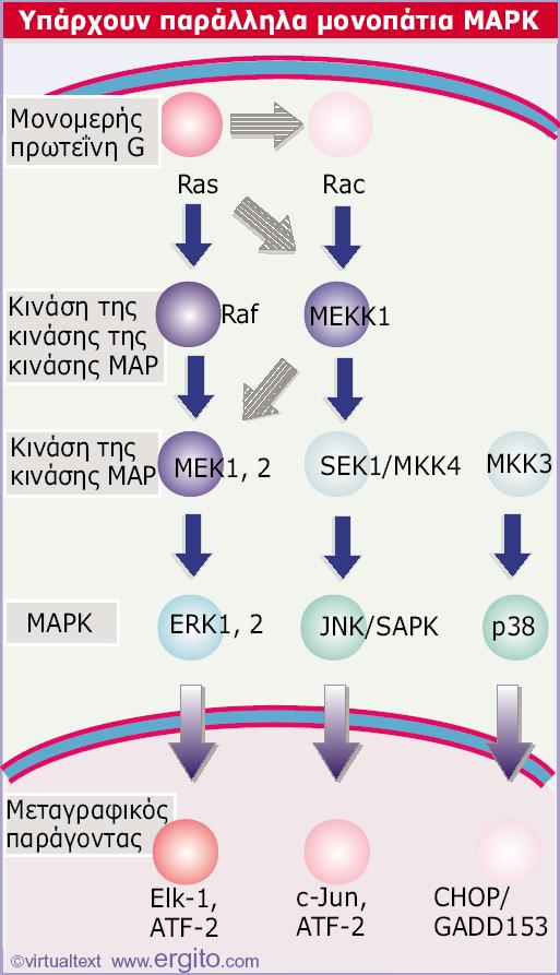 Εικόνα 28.39 Τρία μονοπάτια MAPK περιλαμβάνουν ανάλογα στοιχεία.