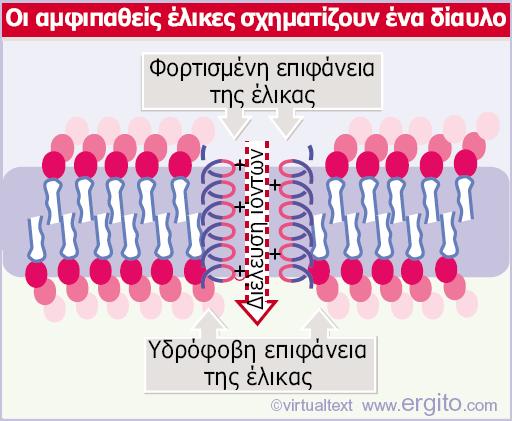 Genes VIII - Ακαδημαϊκές Εκδόσεις 2004 Εικόνα 28.