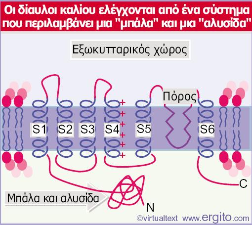 Εικόνα 28.7 Ένας δίαυλος καλίου περιλαμβάνει ασυνήθιστες διαμεμβρανικές περιοχές που σχηματίζουν έναν υδρόφιλο πόρο.