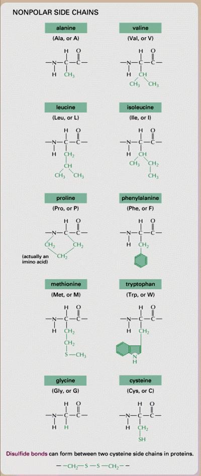 glycine alanine Μη πολικά (υδρόφοβα) Gly Ala G A valine leucine isoleucine