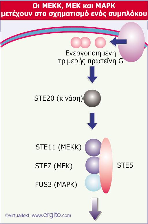 Εικόνα 28.41 Η STE5 λειτουργεί ως ικρίωμα στο οποίο προσδένονται οι MEKK, MEK και ΜΑΡΚ σχηματίζοντας ένα ενεργό σύμπλοκο.