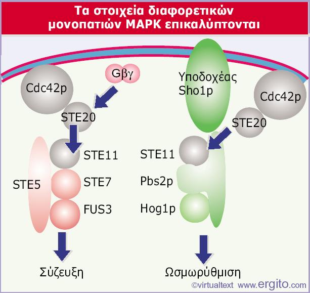 Genes VIII - Ακαδημαϊκές Εκδόσεις 2004 Εικόνα 28.42 Τα μονοπάτια MAPK διαφέρουν στο πρώτο και στο τελευταίο στοιχείο τους, αλλά μπορεί να έχουν κοινά ενδιάμεσα στοιχεία.