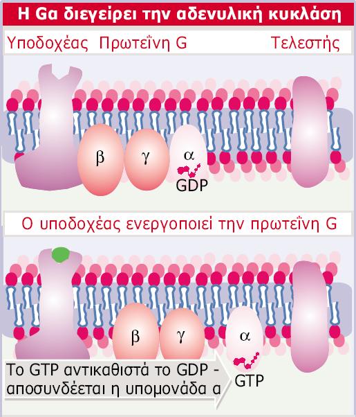 Genes VIII - Ακαδημαϊκές Εκδόσεις 2004 Εικόνα 28.