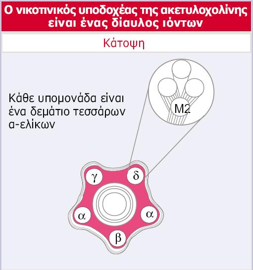 Genes VIII - Ακαδημαϊκές Εκδόσεις 2004 Εικόνα 28.