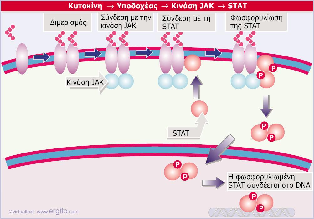 Εικόνα 28.45 Οι υποδοχείς κυτοκινών συνδέονται με τις κινάσες JAK και τις ενεργοποιούν.
