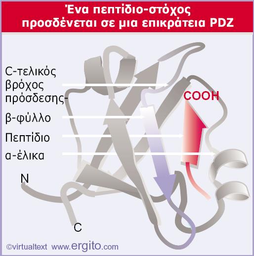 Εικόνα 28.26 Ένα πεπτίδιο προσδένεται σε μια επικράτεια PDZ, εισχωρώντας ως ένας επιπλέον κλώνος σε ένα αντιπαράλληλο β-φύλλο.