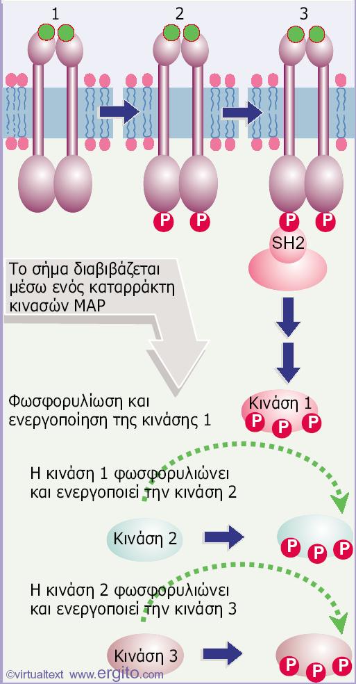 κυτταροπλασματικής του επικράτειας.