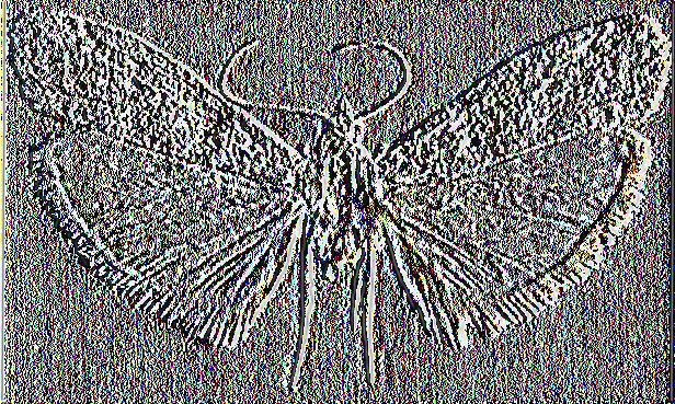 Μορφολογία Το ακμαίο (18-25ηΐΓη άνοιγμα πτερύγων, μήκος σώματος 10-24ηιπι) είναι τεφρού (γκρίζου) χρώματος. Οι πρόσθιες πτέρυγες έχουν σκουρόχρωμες ταινίες και σχέδια.