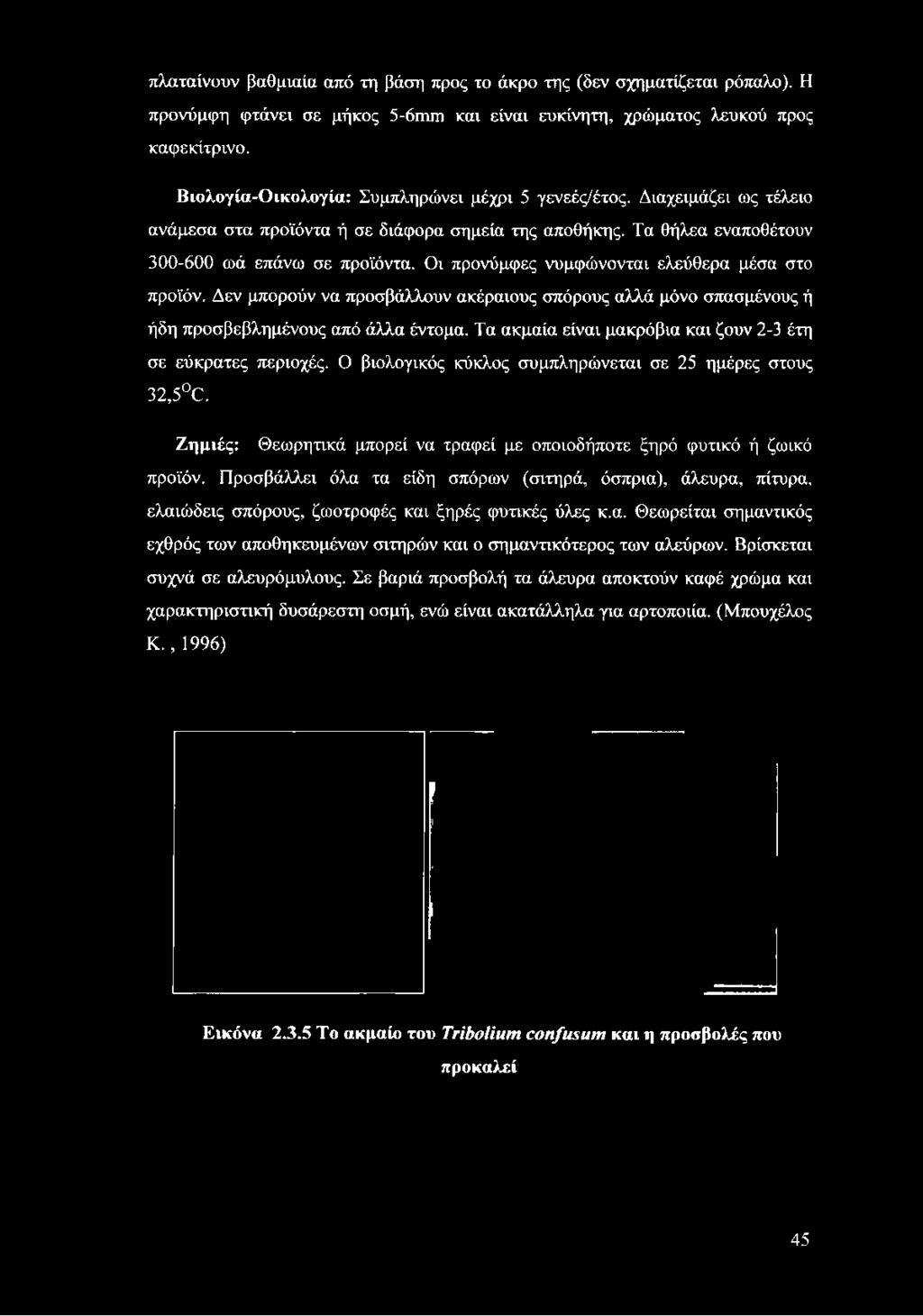 Οι προνύμφες νυμφώνονται ελεύθερα μέσα στο προϊόν. Δεν μπορούν να προσβάλλουν ακέραιους σπόρους αλλά μόνο σπασμένους ή ήδη προσβεβλημένους από άλλα έντομα.