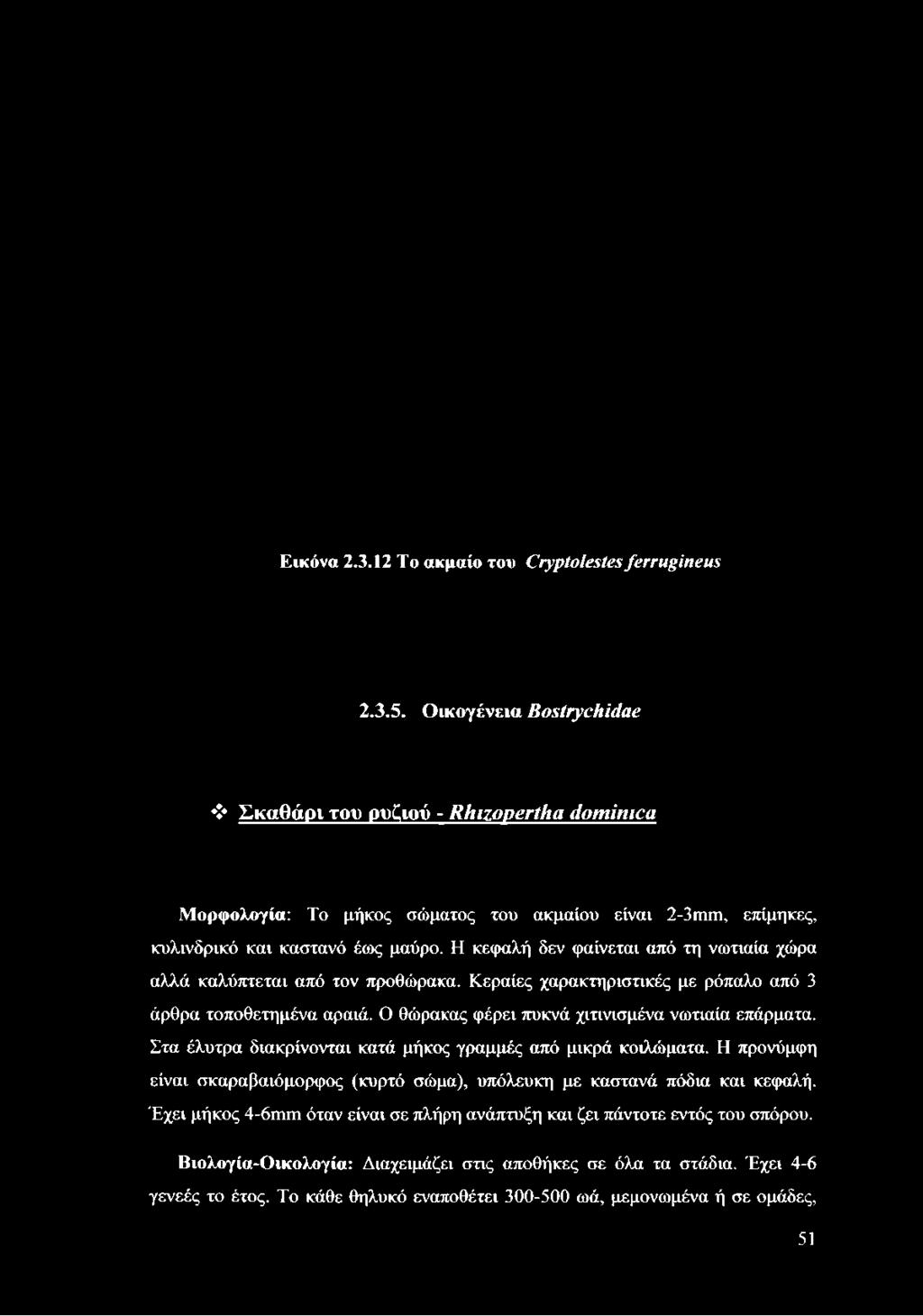 κυλινδρικό και καστανό έως μαύρο. Η κεφαλή δεν φαίνεται από τη νωτιαία χώρα αλλά καλύπτεται από τον προθώρακα.