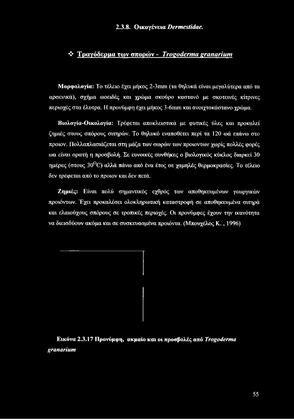 σκοτεινές κίτρινες περιοχές στα έλυτρα. Η προνύμφη έχει μήκος 3-6ηΐΓη και ανοιχτοκάστανο χρώμα.