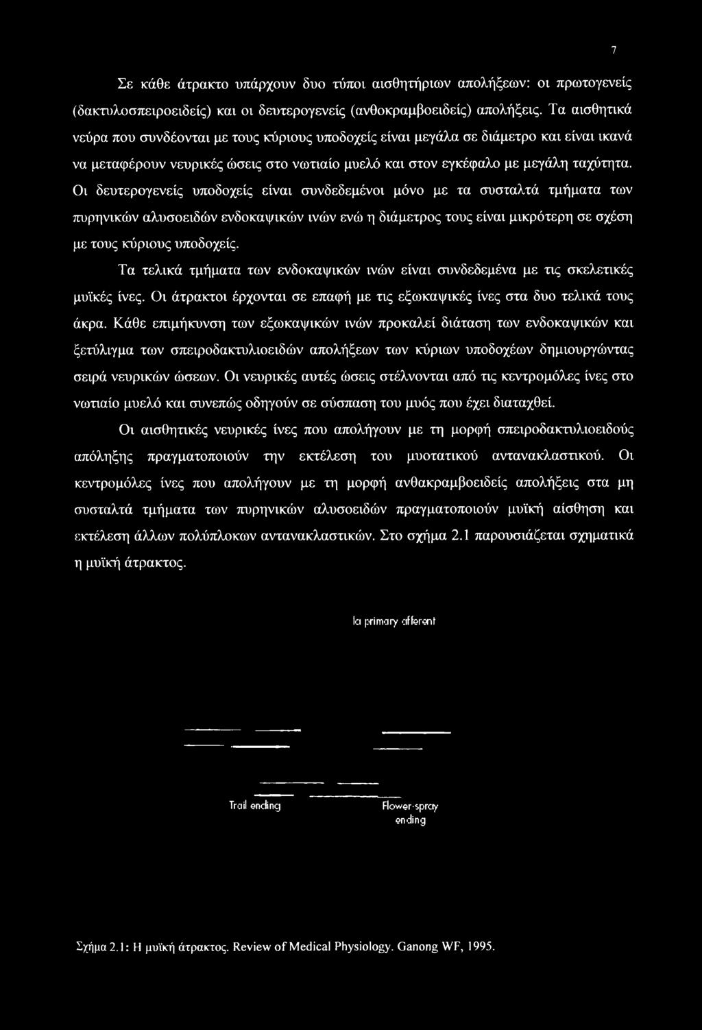 Οι δευτερογενείς υποδοχείς είναι συνδεδεμένοι μόνο με τα συσταλτά τμήματα των πυρηνικών αλυσοειδών ενδοκαψικών ινών ενώ η διάμετρος τους είναι μικρότερη σε σχέση με τους κύριους υποδοχείς.