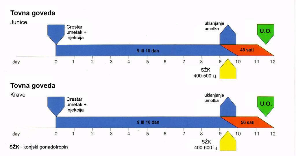 Primjena GESTAGENA za sinkronizaciju ciklusa