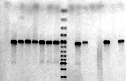 Ηλεκτροφόρημα προϊόντων εστιασμένης RT-PCR από αποτύπωση εκχυλίσματος τεσσάρων διαφορετικών δειγμάτων προσβλημένων με GLRaV-3.