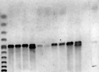 Ηλεκτροφόρημα προϊόντων εστιασμένης RT-PCR από αποτύπωση εκχυλίσματος έξι διαφορετικών δειγμάτων προσβλημένων με διάφορους clostero-ιούς.