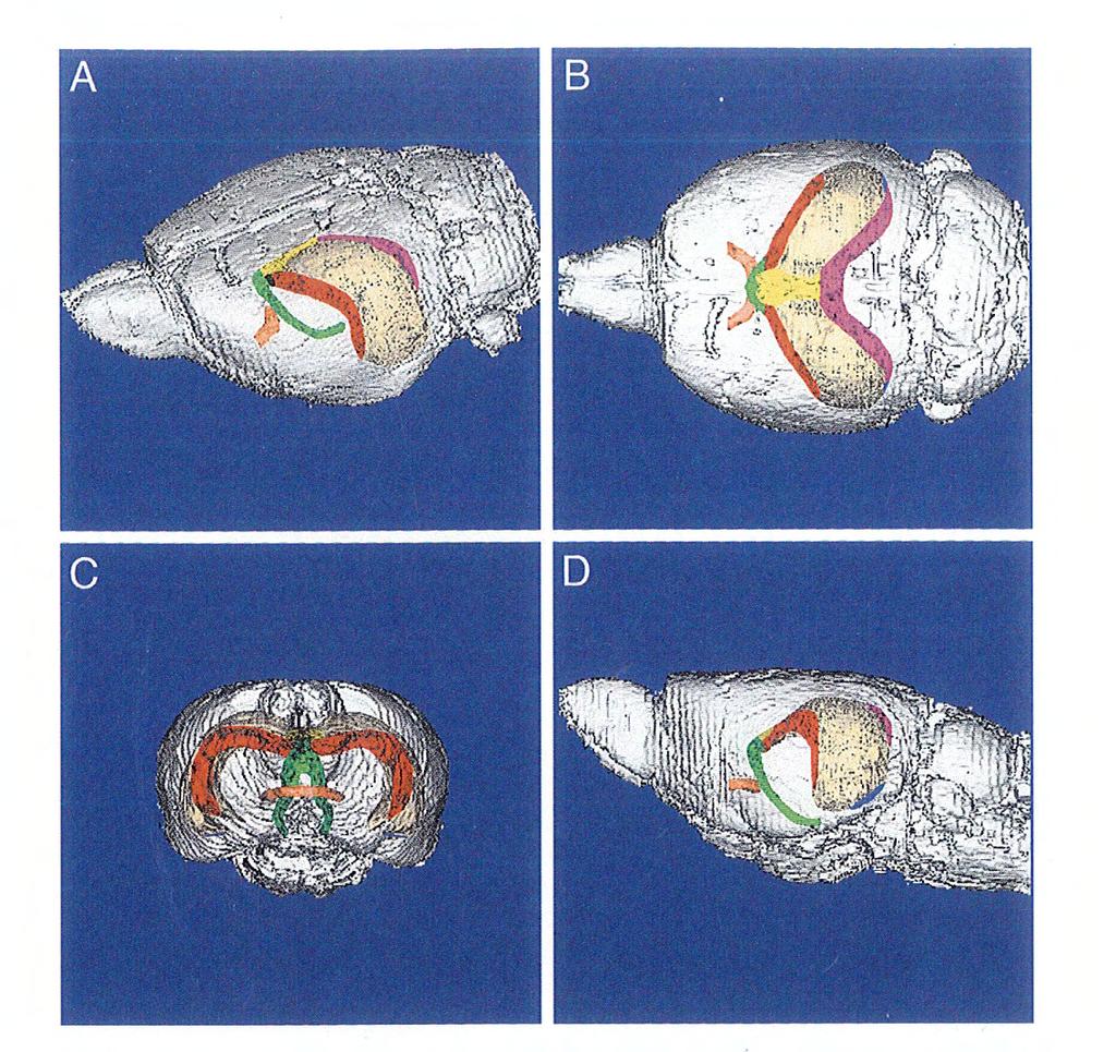 1. Ανατομία Ιππόκαμπου Επίμυος Γενικά Εικόνα 4: Βασικά νευρωνικά συστήματα του ιπποκάμπειου σχηματισμού στον εγκέφαλο επίμυος όπως αποδόθηκαν οι όψεις του εγκεφάλου σε τομογραφία MRI (A) ο εγκέφαλος