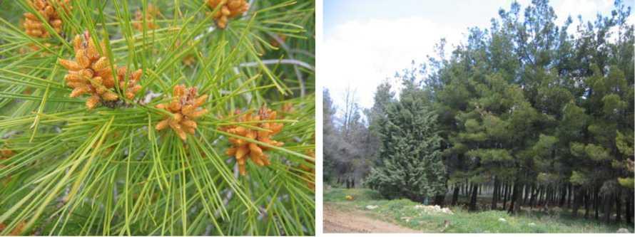 χαμόκεδρο (Juniperus oxycedrus), η βελανιδιά (Quercus macrolepis), το βαλσαμόχορτο (Hypericum perforatum), η φούσκα (ποντικιά) (Colutea arborescens), το κυκλάμινο (Cyclamen graecum), η ανεμώνη του