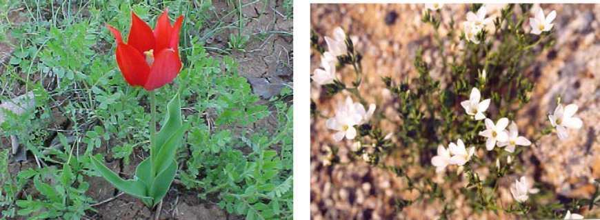Τέλος αξίζει να αναφερθούμε ιδιαίτερα στα 9 ενδημικά και σπάνια είδη που έχουν καταγραφεί στην περιοχή: Silene fabaria (σιληνή της Θήβας), Centaurea rafanina (κενταύριον το μικτόν,