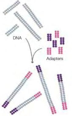 Εικόνα 6. Τυχαία κατακερματισμένο γονιδιωματικό DNA και adapters στα δύο άκρα των θραυσμάτων http://res.illumina.com/documents/products/techspotlights/techspotlight_sequencing.