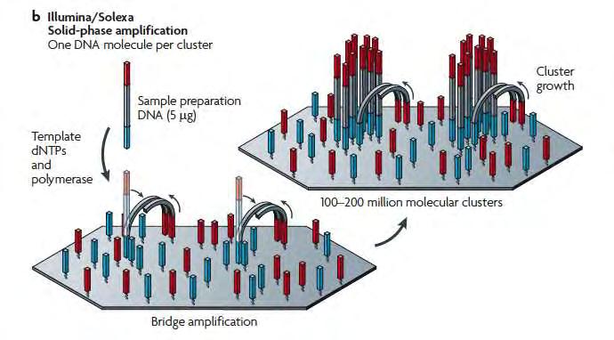 df Πραγματοποιείται τυχαίος υβριδισμός (μέσω εναλλαγής υψηλής με χαμηλή θερμοκρασία) μεταξύ των ολιγονουκλεοτιδίων της πλάκας με τους adapters του ενός άκρου των μονόκλωνων θραυσμάτων DNA.
