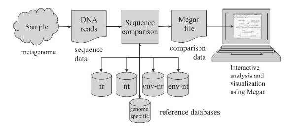 Εικόνα 28. (Huson et al., 2011) Για ένα συγκεκριμένο δείγμα οργανισμών, γίνεται αλληλούχιση των κομματιών DNA.