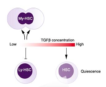 TGF- β and HSC Heterogeneity HSC heterogeneity My vs Ly potenfal In older ndividuals Myeloid bias