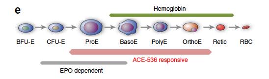 Erythropoiesis Epo