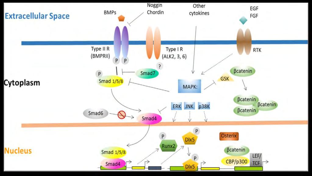Εικόνα 2: Σηματοδοτικά μονοπάτια των BMPs (Carreira et al., 2014) 1.5 Οστική μορφογενετική πρωτεΐνη 2 (BMP-2) BMP-2 είναι μία ομοδιμερής πρωτεΐνη μέλος της υπεροικογένειας των TGF-β.
