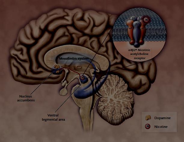 Η δράση της νικοτίνης στο ΚΝΣ