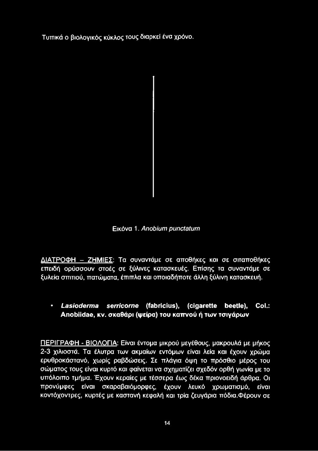 Τυπικά ο βιολογικός κύκλος τους διαρκεί ένα χρόνο. Εικόνα 1. Anobium punctatum ΔΙΑΤΡΟΦΗ - ΖΗΜΙΕΣ: Τα συναντάμε σε αποθήκες και σε σιταποθήκες επειδή ορύσσουν στοές σε ξύλινες κατασκευές.