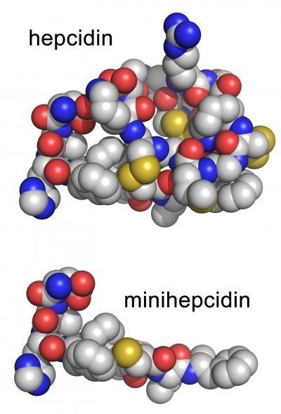 Αγωνιστές της εψιδίνης minihepcidins Διατήρηση των 9 αμινοτελικών αμινοξέων Σύνδεση μη