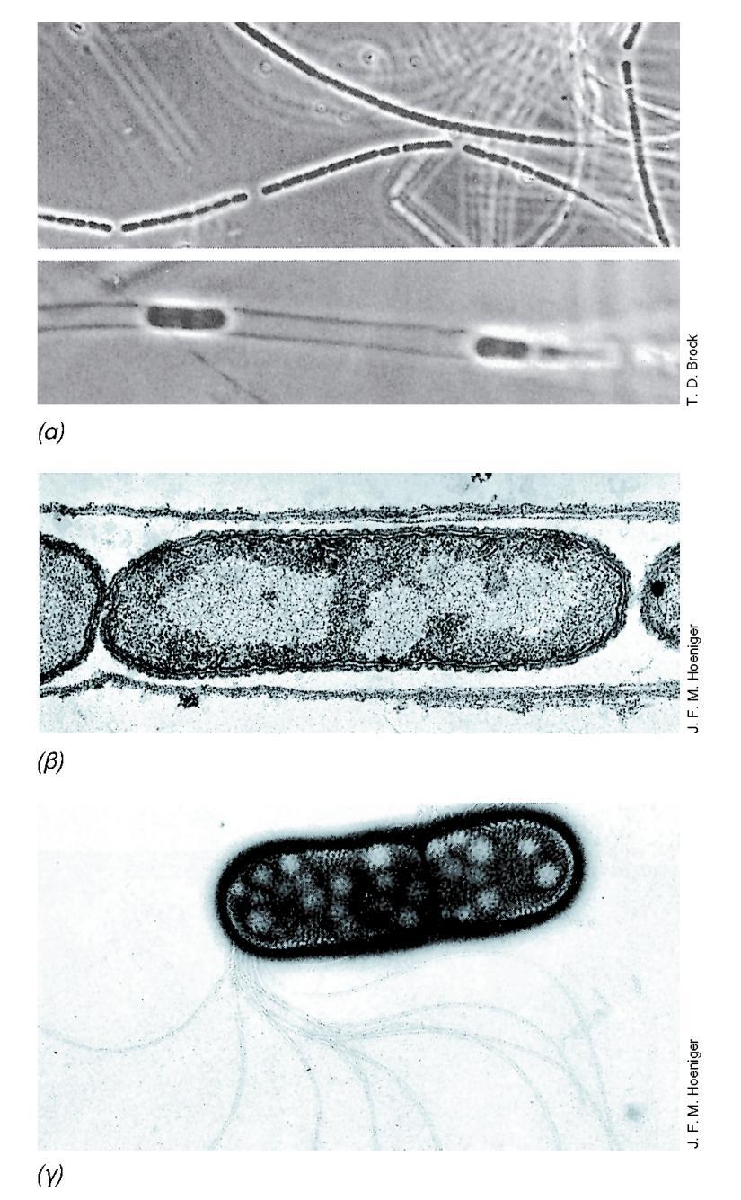 ΕΛΥΤΡΟΦΟΡΑ Β-ΠΡΩΤΕΟΒΑΚΤΗΡΙΑ: SPHAEROTILUS, LEPTOTHRIX Ολισθητικά κύτταρα, αλυσίδα στο εσωτερικό κοινού ελύτρου, σχηματισμός νηματίων Σε ενδιαιτήματα ρέοντος ύδατος πλούσιου σε οργανική ουσία Οξείδωση