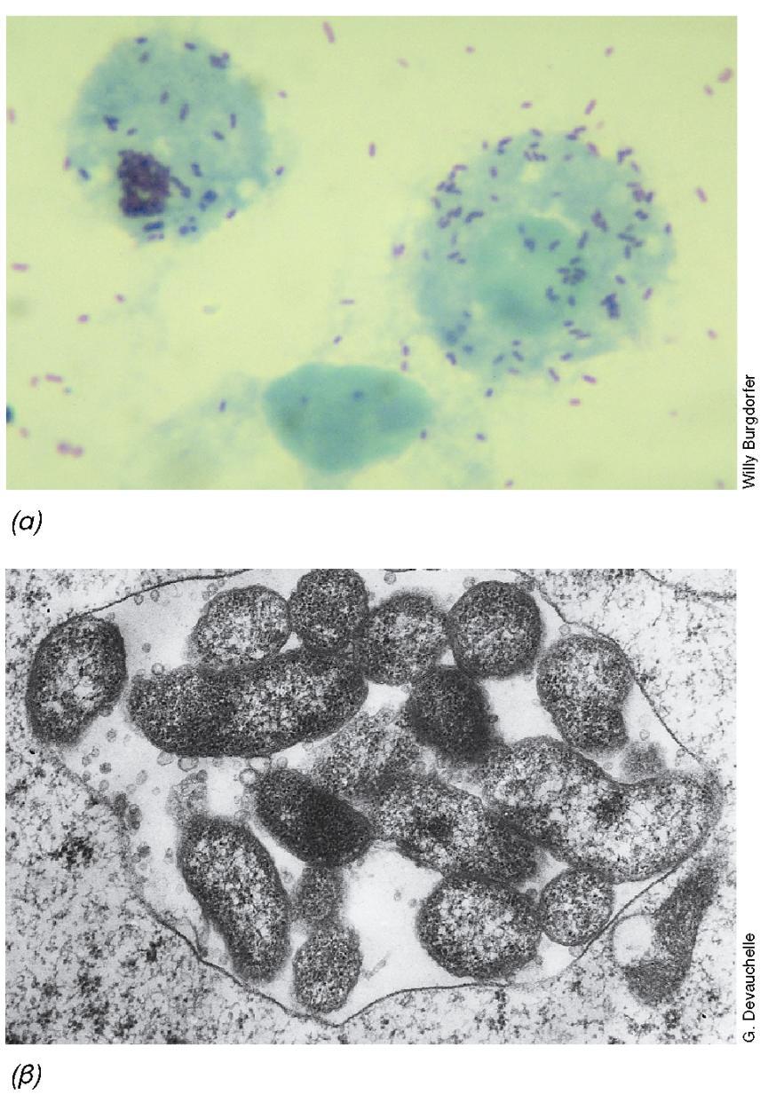 Εικόνα 12.29: Ρικέτσιες που αναπτύσσονται στο εσωτερικό ξενιστικών κυττάρων, (α) Rickettsia rickettsii σε κύτταρα κολπικής μεμβράνης του αρουραίου Microtus pennsylvanicus.