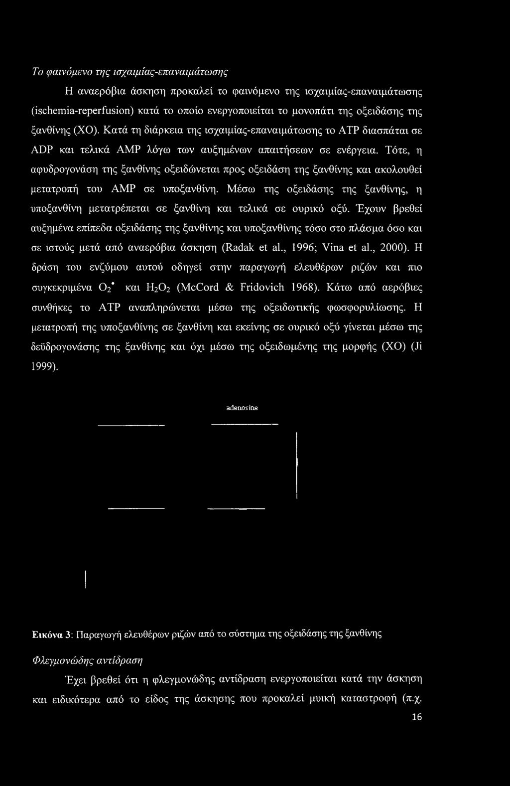 Τότε, η αφυδρογονάση της ξανθίνης οξειδώνεται προς οξειδάση της ξανθίνης και ακολουθεί μετατροπή του ΑΜΡ σε υποξανθίνη.